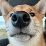 https://avatars.akamai.steamstatic.com/a29e4130cc879bf6f0717307b272ebcfc496e81e_full.jpg