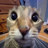 pipi