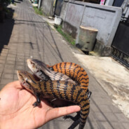 Aku Cinta coza