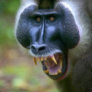 Dubinoid