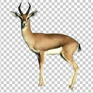 antelope.