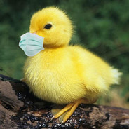 DuckToucher