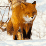 VosjeFox
