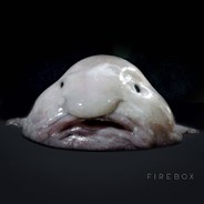 Blob Fish's Avatar