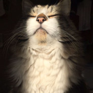 SunkissedCat