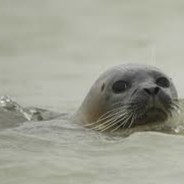 Veau_Marin_Bravo_Loto