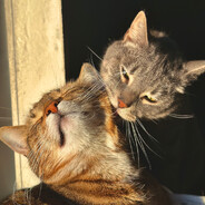 Мурчание Котят's Avatar