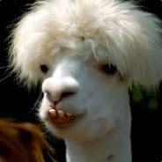 Alpaca of Wisdom avatar