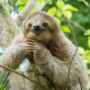 Slothy