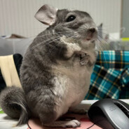 Rodent