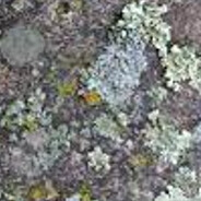 mossy