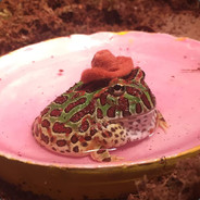 DragStee