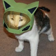 Halo cat sales