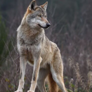 Wolfik
