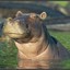 SkepticalHippo