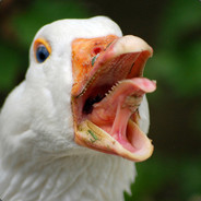 Goose avatar