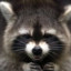 Raccoon