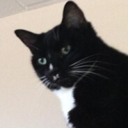 Cheeseburger the Cat - steam id 76561197965037486