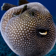 Fish Ball