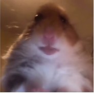 hamsterdam  10LVLofLOL
