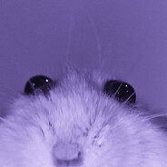 rat