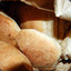 pandesantol