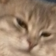 Котяра 的猫 grand rust
