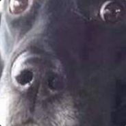 TarteAuxGatox's Avatar