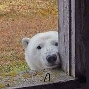 ✠ Bear ✠