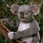Monsieur Koala