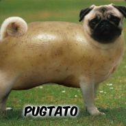 pugtato