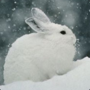 Snow Bunny's Avatar