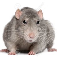 Positive Rat