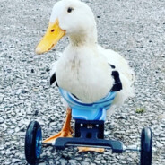 Quadriplegic Duckling ♥