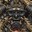 Group Avatar