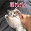 橘猫猫meow