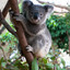 I am koala
