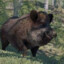 Boar