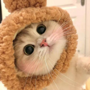 An Actual Cat