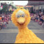 Big Bird