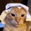 arab meow