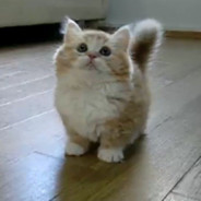 Kucing_MuNchkin(Adept)