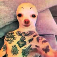 Tatuíto (o mais fofo e br)