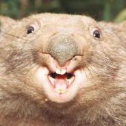 Dr Wombat's Avatar