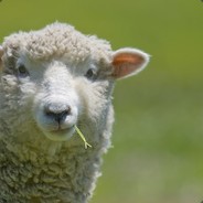 Jonny Sheep