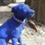 Blue Dog