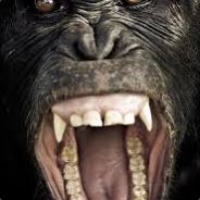 Highrprimate {brntt}