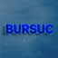 Bursuc