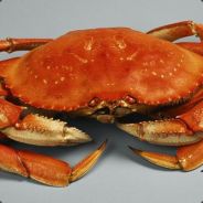 Savbei