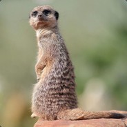 monGOOSE avatar